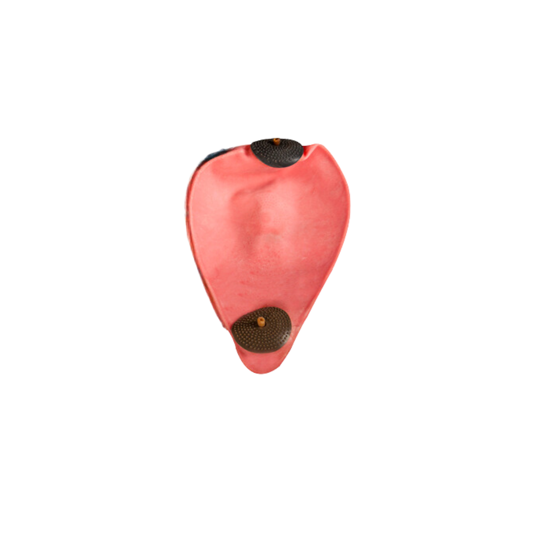 Image of Cleto Reyes Natural Latex Bladders (2 valves) - Deportes Salvador Colom